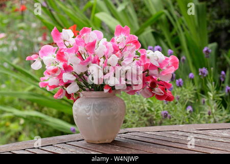 Lathyrus Odoratus "Painted Lady'. Bündel von frisch geschnittenen Hausgewachsene süssen Erbsen in einer Vase auf einen hölzernen Tisch in Großbritannien Sommer Garten Stockfoto