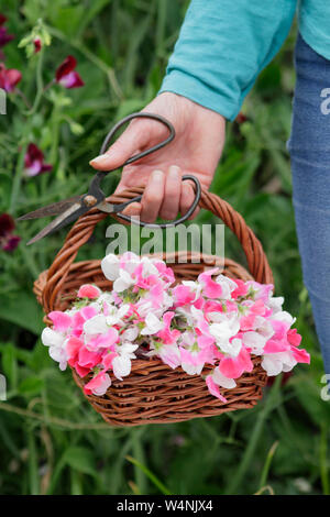 Lathyrus Odoratus "Painted Lady'. Frau mit Korb mit frisch geschnittenen Hausgewachsene zuckererbsen vor der Anzeige im Innenbereich in Vase Stockfoto