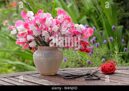 Lathyrus Odoratus "Painted Lady'. Bündel von frisch geschnittenen Hausgewachsene süssen Erbsen in einer Vase auf einen hölzernen Tisch in Großbritannien Sommer Garten Stockfoto