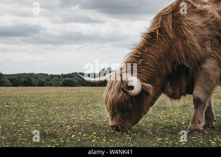 Nahaufnahme der Hochlandrinder weiden im New Forest Park in Dorset, Großbritannien, im Sommer. Stockfoto