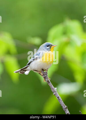 Norden, Setophaga parula Americana, Warbler im Frühling blühenden Apfelbaum gehockt, Nova Scotia, Kanada Stockfoto