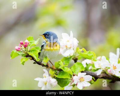 Norden, Setophaga parula Americana, Warbler im Frühling blühenden Apfelbaum gehockt, Nova Scotia, Kanada Stockfoto