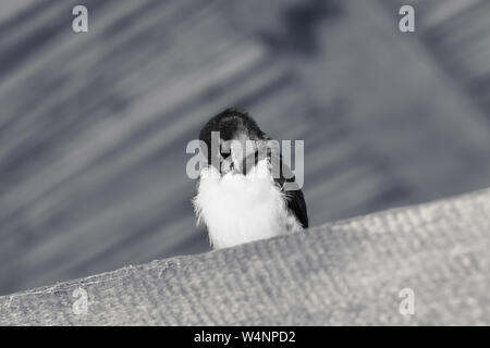 Schlucken baby Vogel sitzt und schläft auf sonnenbeschienenen Holzbalken unter dem Dach. Schwarz und Weiß getönten Bild. Stockfoto