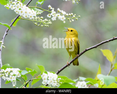 Schnäpperrohrsänger oder Amerikanischen Schnäpperrohrsänger, Setophaga petchia, im Frühjahr das Singen in einem blühenden Baum, Nova Scotia, Kanada Stockfoto