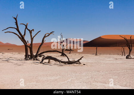 Dead Vlei, das tote Tal in Sossusvlei, Namibia Stockfoto