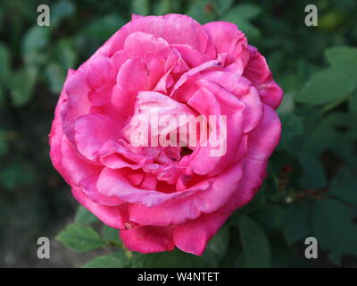 Rosa rose Stockfoto