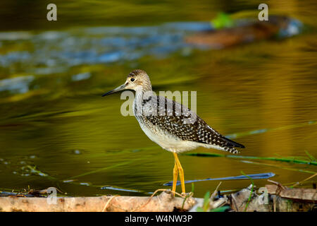 Eine Reibe yellowlegs' Tringa Lalage", am Rand eines ruhigen Marsh Teich beobachten eine Bisamratte schwimmen durch in ländlichen Alberta, Kanada. Stockfoto