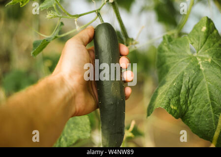 Harte Arbeit bringt immer erfolgreich Auswirkungen Stockfoto