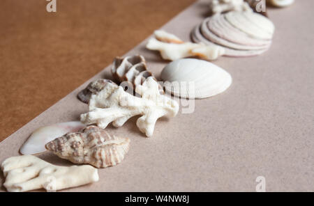 Muscheln, Steine, Muscheln und Korallen Hintergrund. Stockfoto