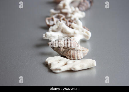 Muscheln, Steine, Muscheln und Korallen Hintergrund. Stockfoto