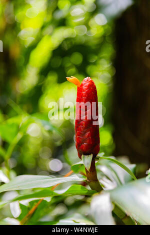 St. Vincent und die Grenadinen, Montreal Botanical Gardens, Ginger Lilly Stockfoto