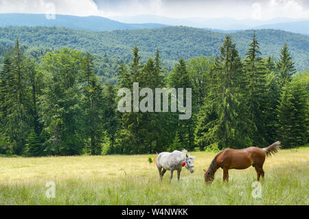 Schöne Pferde grasen auf der Weide. Karpaten. Stockfoto