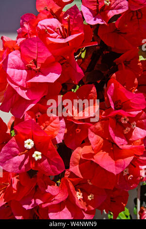 Rote Blumen lila Bugenville auf dem Hintergrund dekorativer Zaun in Griechenland. Stockfoto