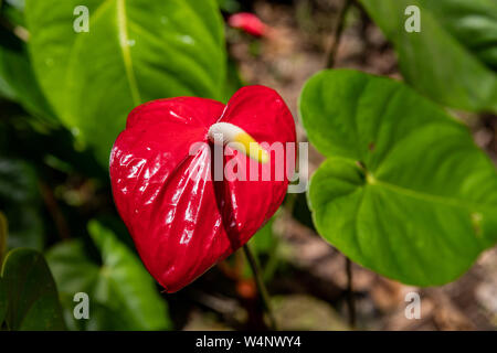 St. Vincent und die Grenadinen, Montreal Botanical Gardens, Anthurium, Flamingo Blume Stockfoto