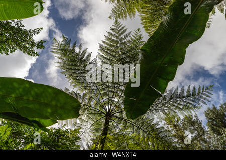 St. Vincent und die Grenadinen, Montreal Botanical Gardens, Fern Tree Stockfoto