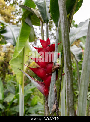 St. Vincent und die Grenadinen, Montreal Botanical Gardens, Heliconia Stockfoto