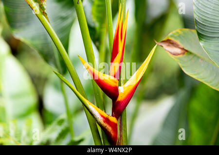 St. Vincent und die Grenadinen, Gelb Heliconia Stockfoto