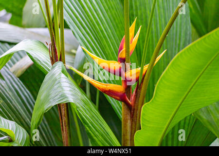 St. Vincent und die Grenadinen, Gelb Heliconia Stockfoto