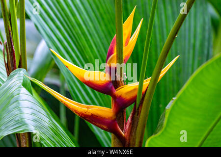 St. Vincent und die Grenadinen, Gelb Heliconia Stockfoto