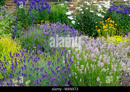 Eine Cottage Garten im Sommer mit einer Vielzahl von Lavendel Arten Stockfoto
