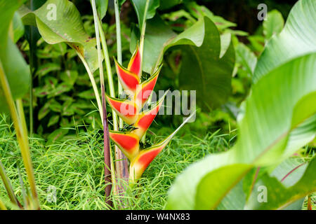 St. Vincent und die Grenadinen, Montreal Botanical Gardens, Heliconia Stockfoto