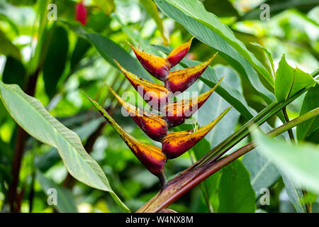 St. Vincent und die Grenadinen, Gelb Heliconia Stockfoto