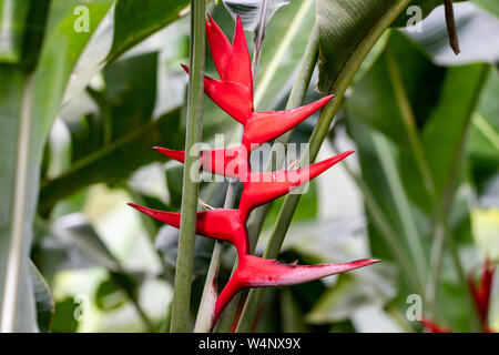 St. Vincent und die Grenadinen, Montreal Botanical Gardens, Heliconia Stockfoto