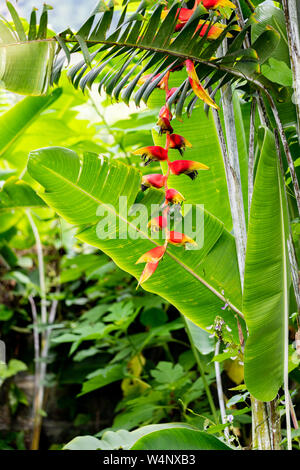 St. Vincent und die Grenadinen, Montreal Botanical Gardens, Heliconia Stockfoto