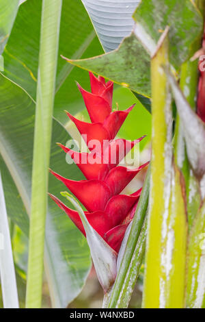 St. Vincent und die Grenadinen, Montreal Botanical Gardens, Heliconia Stockfoto