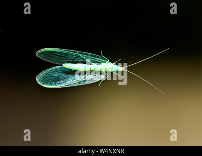 Die grüne florfliege ist ein pollen Esser in der erwachsenen Phase aber die Larven sind gefräßige Räuber der Blattläuse und greenflies. Stockfoto