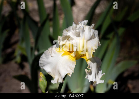 In der Nähe von Weißen sonnigen Blütenblätter Iris auf grünem Hintergrund Stockfoto