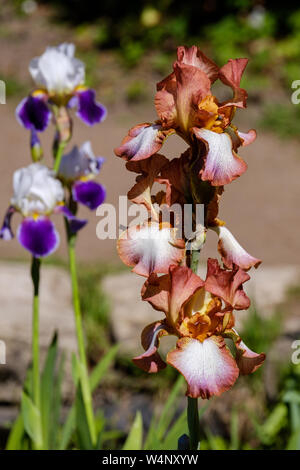 Zwei Blüten Blütenblätter bärtigen Iris, klassischen Look Vielzahl, Rot und Blau Stockfoto