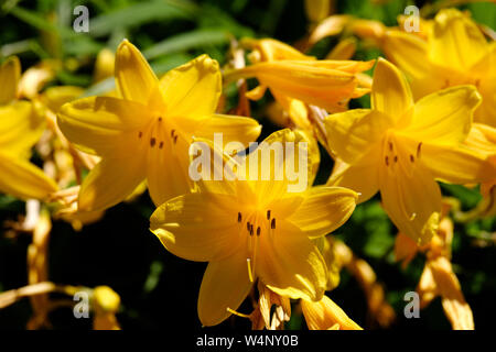 Detailansicht auf gelben Blüten der Zitrone Lily - Hemerocallis lilioasphodelus Stockfoto