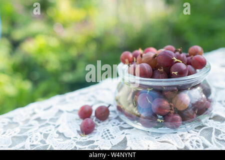 Frisch gepflückte Ernte der grüne Stachelbeeren in Glas Stockfoto