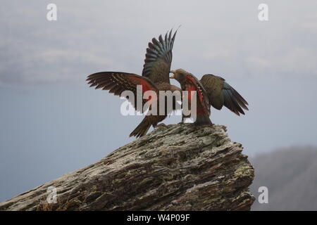 Kea Vögel auf einem Felsen Stockfoto