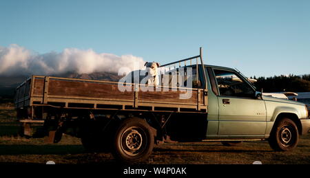 Weiße Grube Stier in Grün und Holz- Pickup Truck bei Sonnenuntergang in Neuseeland in der Nähe von Tongariro Stockfoto