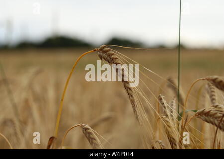 Ein weites Feld der Gerste Getreide in Yorkshire. Stockfoto