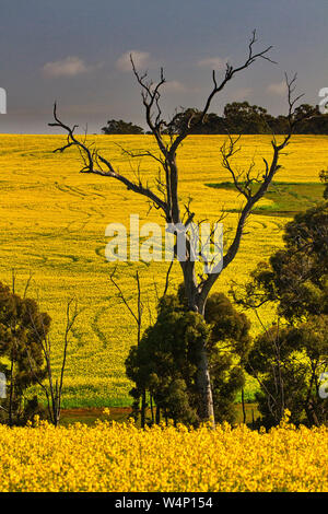 Leuchtendes Gold der Gelbe Raps Felder in der Nähe von North Bannister in West Australien. Bild vertikal mit kopieren. Stockfoto
