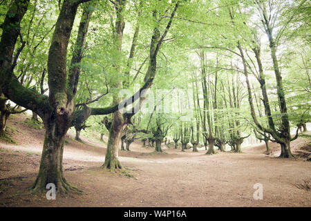 Otzarreta Buchenwälder in Spanien. Stockfoto