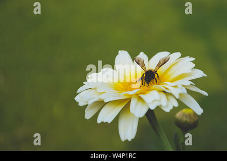 Biene saugt Nektar aus einer gemeinsamen Vogelmiere Blume in einem Gardena in Delhi. Stockfoto