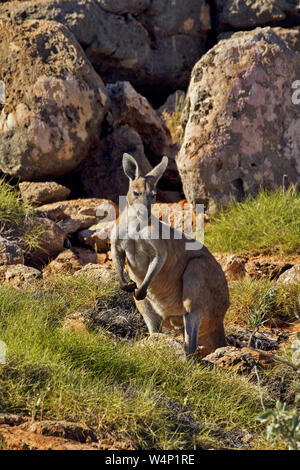 Große rote Känguru steht in der wilden Landschaft des Cape Range National Park in Western Australia. Stockfoto