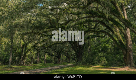 Neiuport Plantation Road, Georgia, USA - 24. Juli 2018: Die lange Straße mit alten live oak gesäumt von Bäumen, die im spanischen Moos auf historische Plantage drapiert Stockfoto