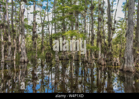 Scenic Drive Cypress National Preserve, Everglades National Park, Florida, USA - 18. Juli 2018: Ansicht einer Wasser marsch entlang der Kreuzung Loop Road Cyp Stockfoto