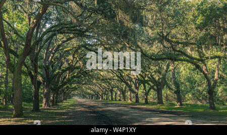 Wormsloe Oak Plantation, Savannah, Georgia, USA - 10. Juli 2018: Die lange Straße mit alten live oak gesäumt von Bäumen in Dschungelmoos behangen am historischen Wormsl Stockfoto