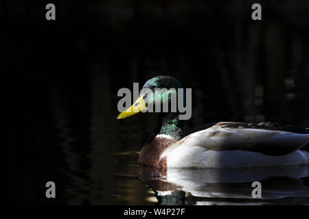 Gewöhnliche Stockente gegeben, schlichte Eleganz durch Nutzung von Sonnenlicht und Schatten als vertraute Wildente gleitet durch das Wasser im Agua Caliente Park in Tucson, Stockfoto