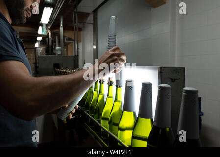 Mann mit grünem Glas Sekt Flaschen mit weißer Folie Kappen auf die Förderanlage in Penedes region, Katalonien, Spanien Stockfoto