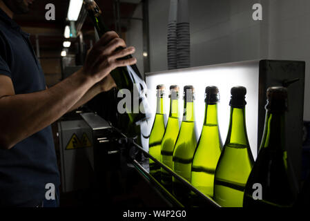 Erntegut Arbeitnehmers anordnen von grünem Glas Flaschen Sekt auf Traverse im Keller im Penedes region, Katalonien, Spanien Stockfoto