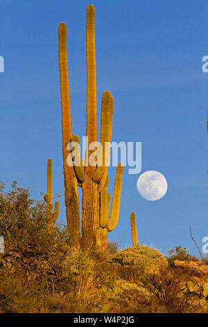 Vollmond über Saguaro Kaktus Ridge in Gold Licht entlang Catalina Highway von Mt. Lemmon in Arizona. Stockfoto