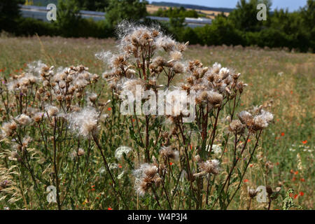 Trockenen Samen von Blumen fliegen in den Wind. Stockfoto