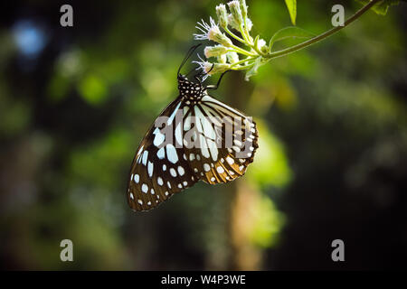 Ein blassblauer Tiger Schmetterling, Tirumala Limniace, Schmetterling, der Nektar auf weißer Blume mit natürlichem grünen Hintergrund sucht, gemustert blau wunderschön Stockfoto